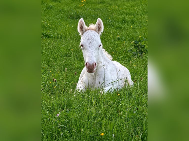 Gypsy Horse Mare Foal (05/2026) 14.1 hh Sabino in Bitburg