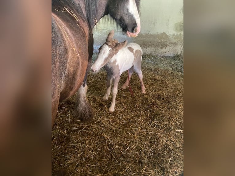 Gypsy Horse Mare Foal (05/2026) 14.2 hh Grey-Dapple in Prievidza, Slovakia