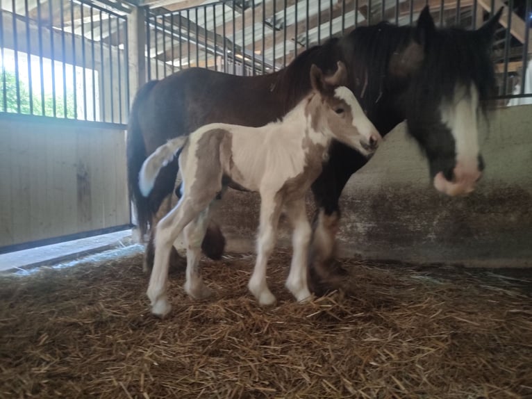 Gypsy Horse Mare Foal (05/2026) 14.2 hh Grey-Dapple in Prievidza, Slovakia
