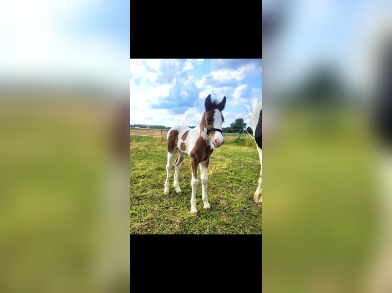 Gypsy Horse Mare Foal (06/2025) 14,2 hh Pinto in Hasselt