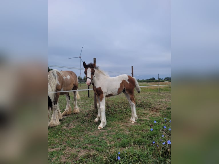 Gypsy Horse Mare Foal (06/2025) 14,2 hh Pinto in Hasselt