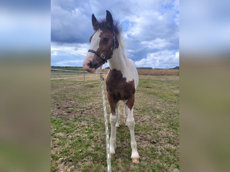 Gypsy Horse Mare Foal (06/2025) 14,2 hh Pinto in Hasselt