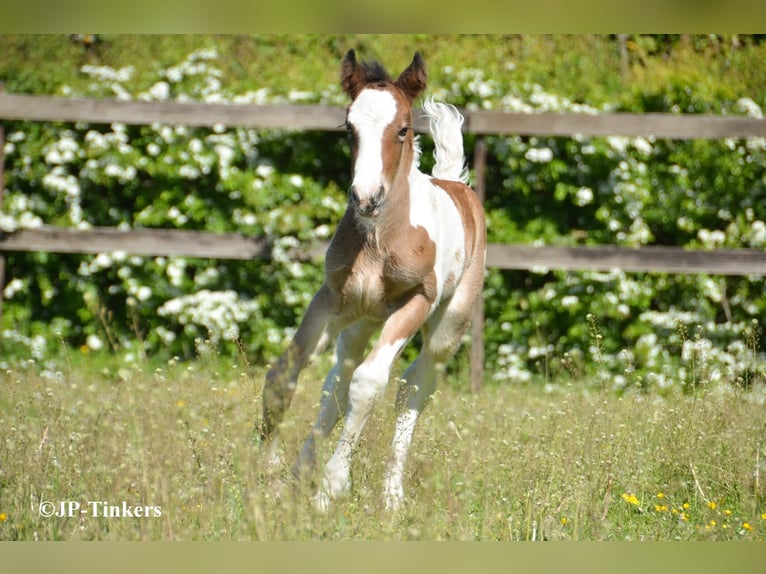 Gypsy Horse Mare Foal (04/2026) 15.1 hh Tobiano-all-colors in Hulsberg