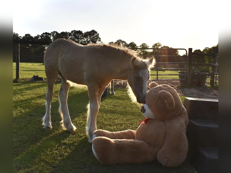 Gypsy Horse Mare  15 hh Grullo in Tallahassee, FL