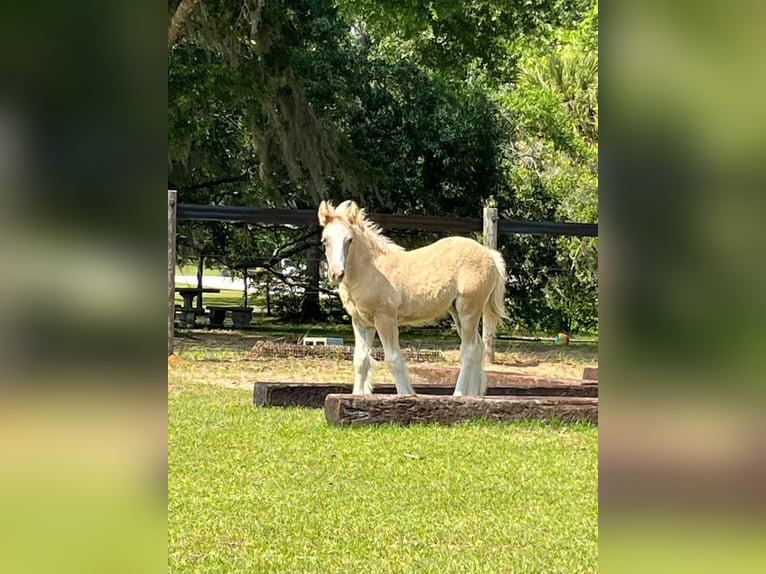 Gypsy Horse Mare  15 hh Grullo in Tallahassee, FL