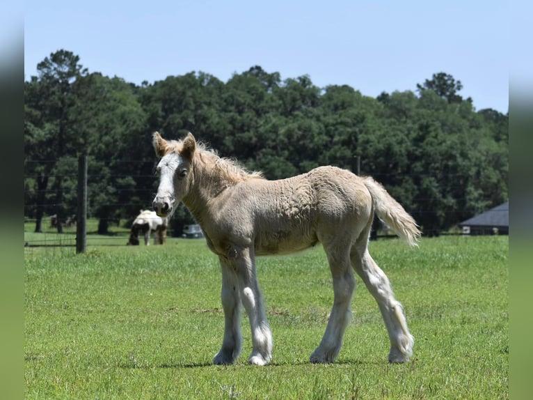 Gypsy Horse Mare  15 hh Grullo in Tallahassee, FL
