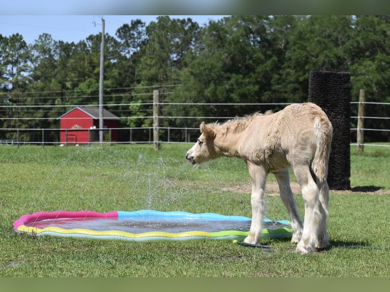 Gypsy Horse Mare  15 hh Grullo in Tallahassee, FL