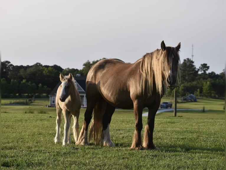 Gypsy Horse Mare  15 hh Grullo in Tallahassee, FL