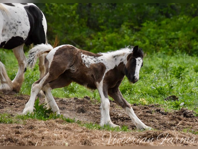 Gypsy Horse Mare Foal (05/2024) 15 hh Tobiano-all-colors in East Canton