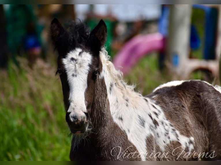 Gypsy Horse Mare Foal (05/2024) 15 hh Tobiano-all-colors in East Canton