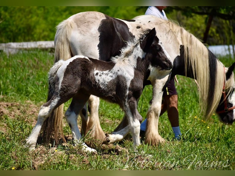 Gypsy Horse Mare Foal (05/2024) 15 hh Tobiano-all-colors in East Canton