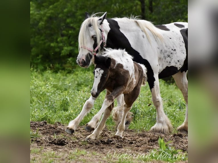 Gypsy Horse Mare Foal (05/2024) 15 hh Tobiano-all-colors in East Canton