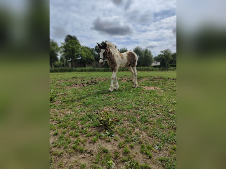Gypsy Horse Mare Foal (05/2025) 16,1 hh Pinto in Helmond
