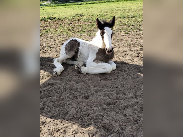 Gypsy Horse Mare Foal (05/2025) 16,1 hh Pinto in Helmond