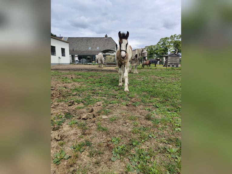 Gypsy Horse Mare Foal (05/2025) 16,1 hh Pinto in Helmond