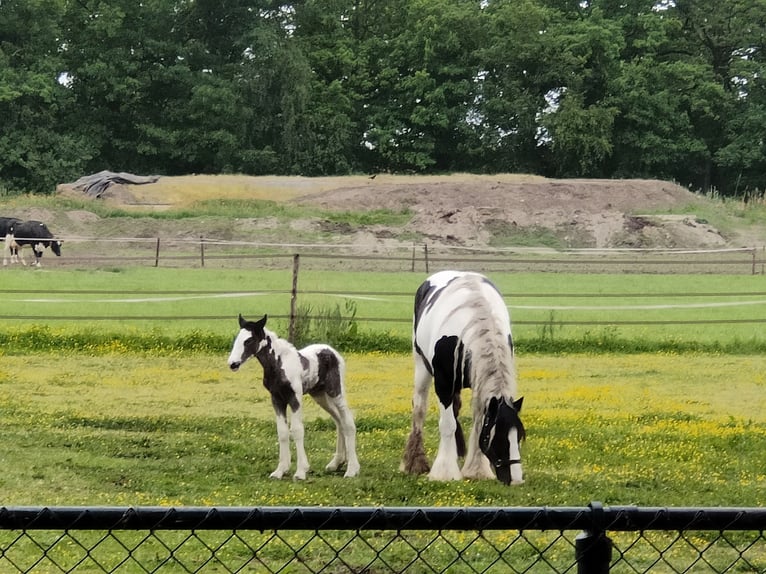 Gypsy Horse Mare Foal (05/2025) 16,1 hh Pinto in Helmond