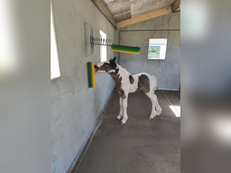 Gypsy Horse Mare Foal (05/2025) 16,1 hh Pinto in Helmond