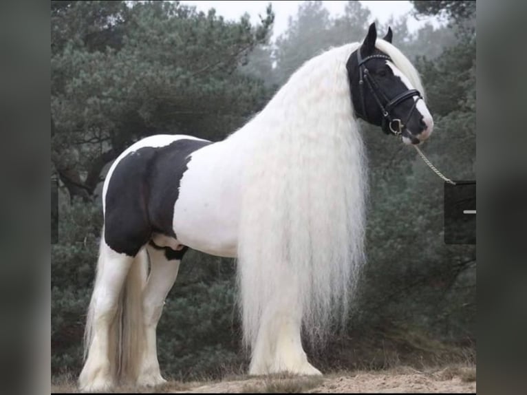 Gypsy Horse Mare Foal (05/2025) 16,1 hh Pinto in Helmond