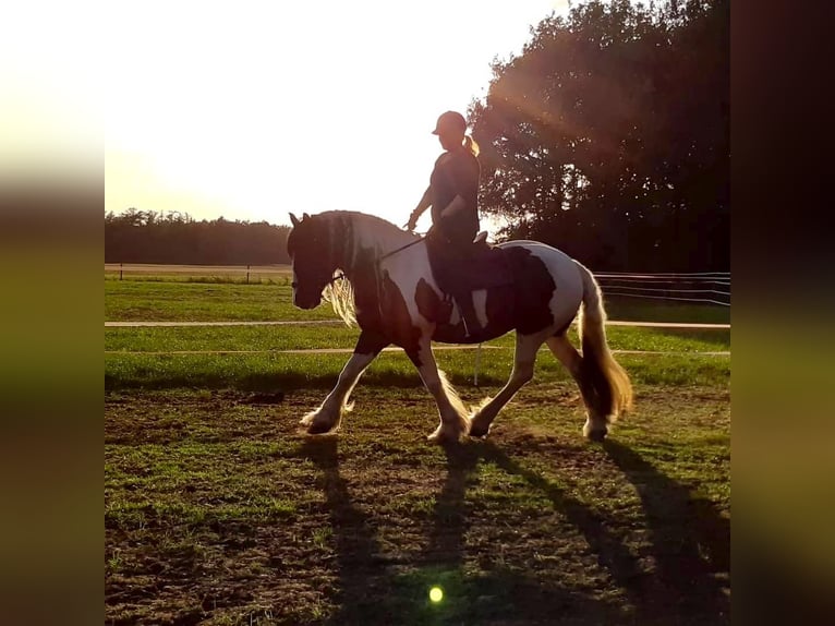 Gypsy Horse Mare Foal (05/2025) 16,1 hh Pinto in Helmond