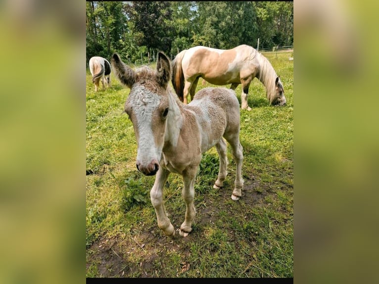 Gypsy Horse Mare Foal (05/2026) Buckskin in Plaaz