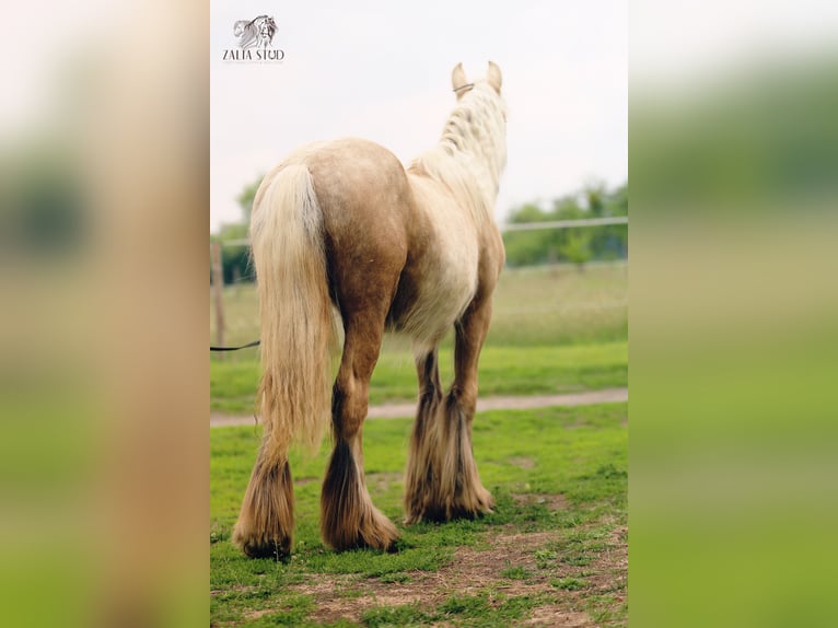 Gypsy Horse Mare Foal (01/2026) Palomino in Strykow