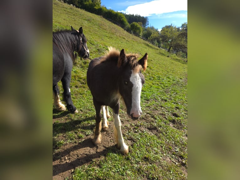 Gypsy Horse Mare Foal (05/2025) Roan-Red in Fohnsdorf