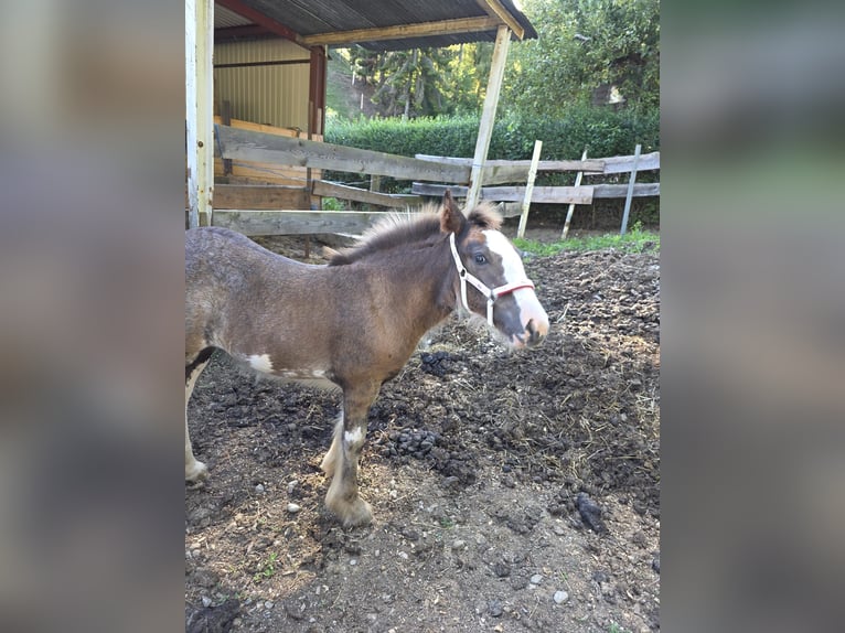 Gypsy Horse Mare Foal (05/2025) Roan-Red in Fohnsdorf