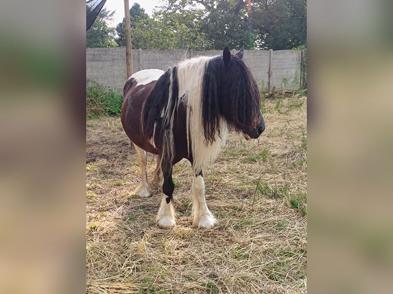 Gypsy Horse Mare Foal (05/2024) Sabino in Geetbets