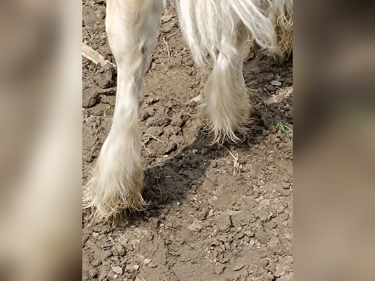 Gypsy Horse Mare Foal (05/2024) Sabino in Geetbets