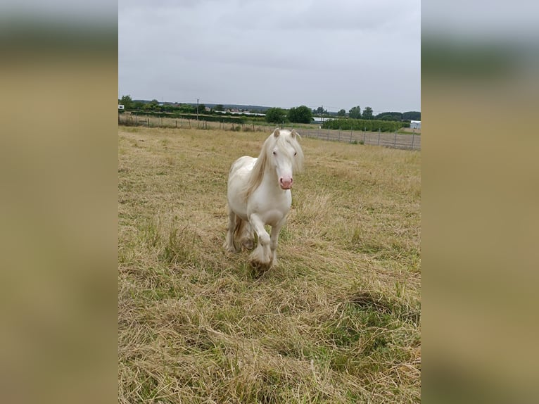 Gypsy Horse Mare Foal (05/2024) Sabino in Geetbets