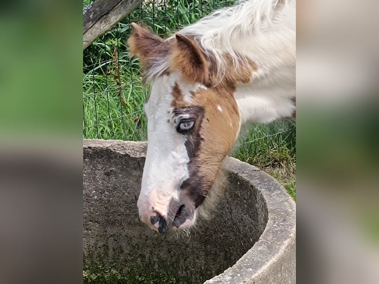 Gypsy Horse Mare Foal (05/2024) Sabino in Geetbets