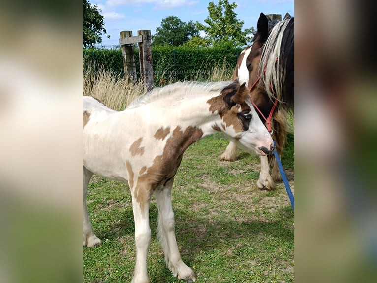 Gypsy Horse Mare Foal (05/2024) Sabino in Geetbets