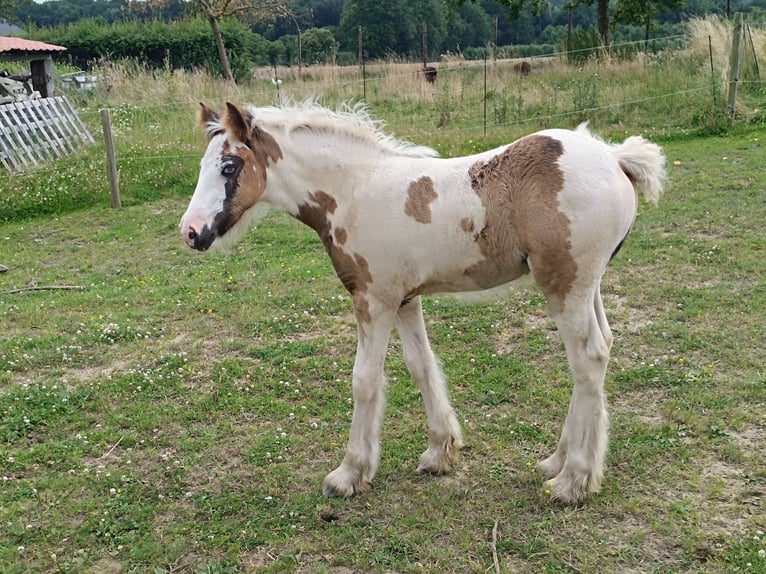 Gypsy Horse Mare Foal (05/2024) Sabino in Geetbets