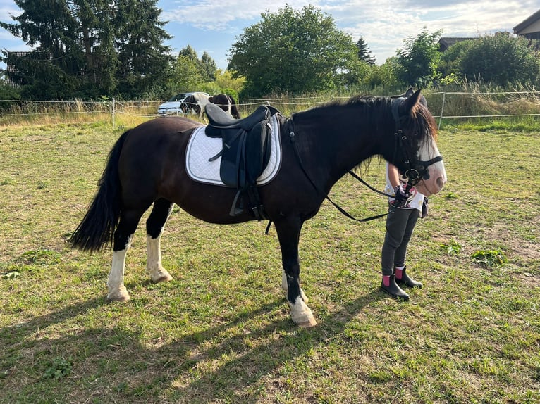 Gypsy Horse Mix Stallion 10 years 13 hh Black in B&#xFC;dingen