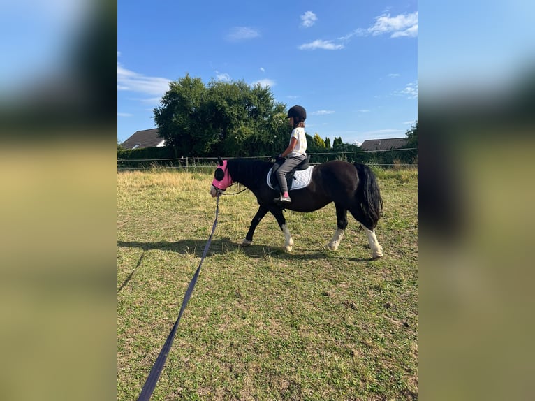 Gypsy Horse Mix Stallion 10 years 13 hh Black in B&#xFC;dingen