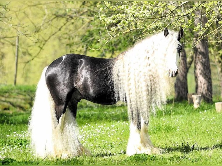 Gypsy Horse Stallion 10 years 14,2 hh Black in MONTE SAN GIUSTO