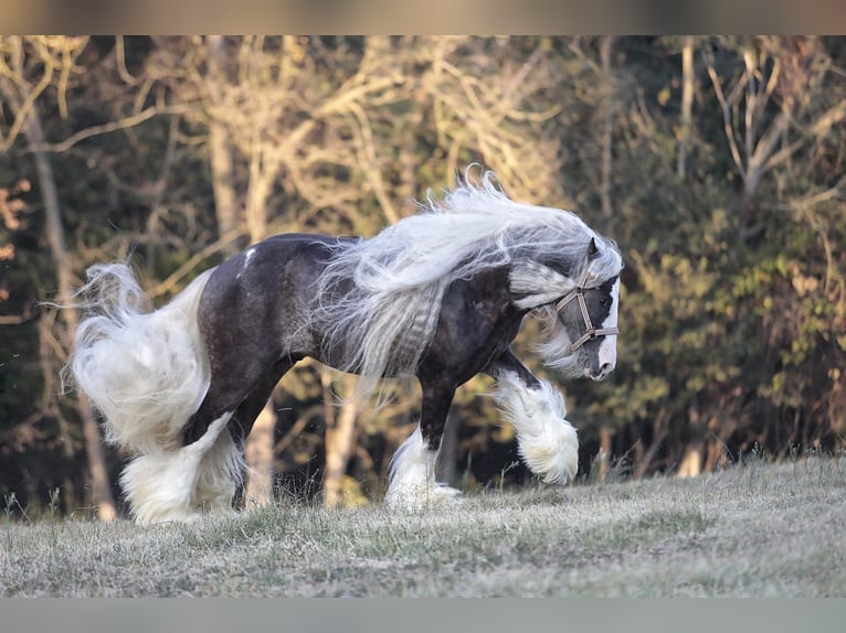 Gypsy Horse Stallion 10 years 14,2 hh Black in MONTE SAN GIUSTO