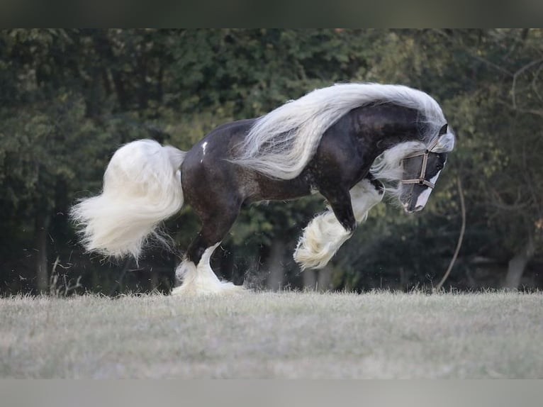 Gypsy Horse Stallion 10 years 14,2 hh Black in MONTE SAN GIUSTO