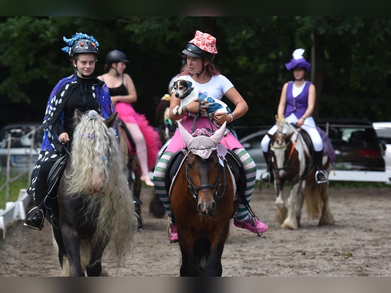 Gypsy Horse Stallion 10 years 14 hh Brown in Hamburg