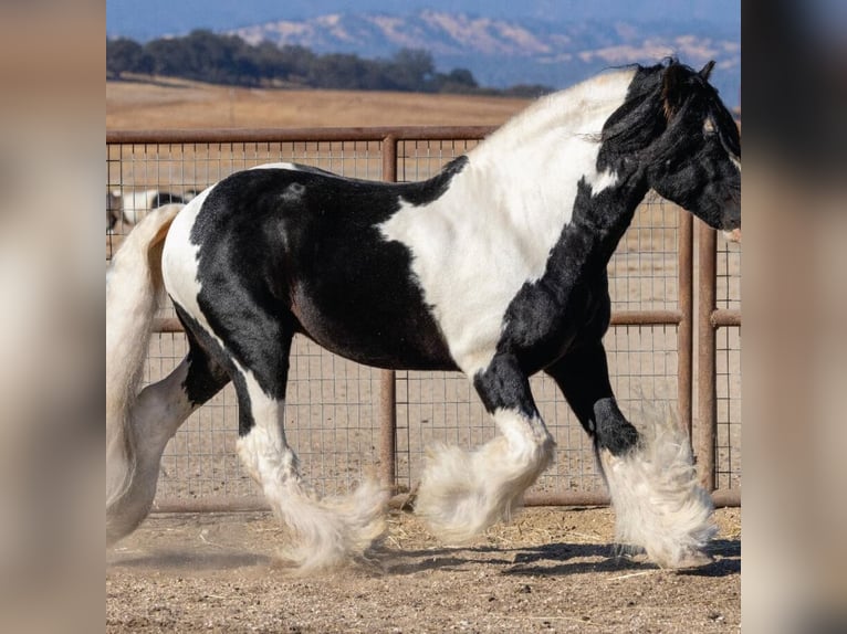 Gypsy Horse Stallion 10 years 16,1 hh Pinto in Lockwood,  California