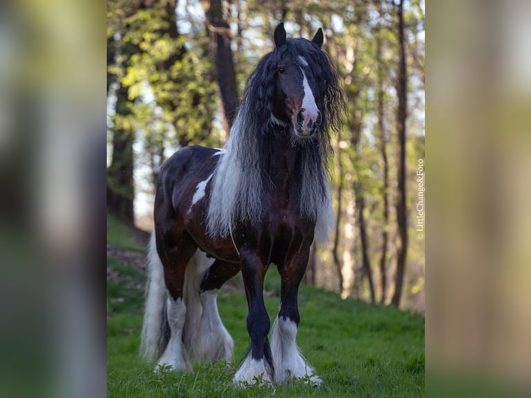 Gypsy Horse Stallion 11 years 15,1 hh Pinto in mikołów