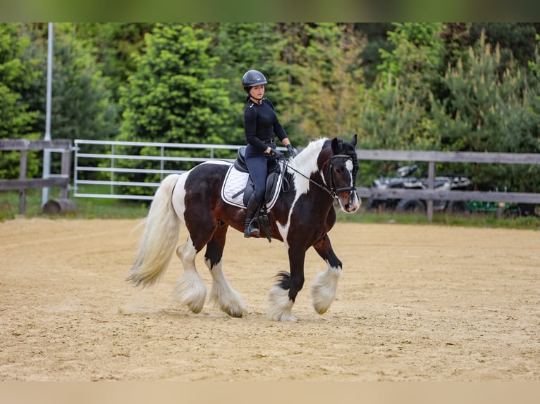 Gypsy Horse Stallion 11 years 15,1 hh Pinto in mikołów