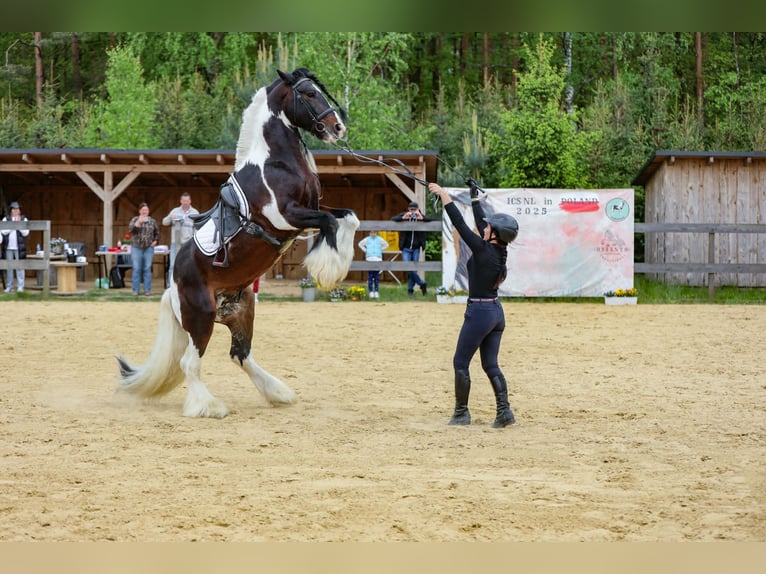 Gypsy Horse Stallion 11 years 15,1 hh Pinto in mikołów