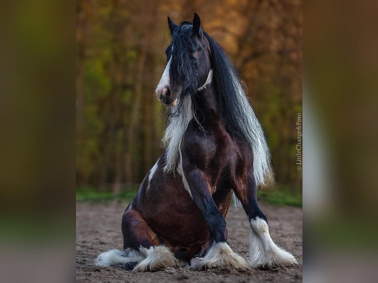 Gypsy Horse Stallion 11 years 15,1 hh Pinto in mikołów