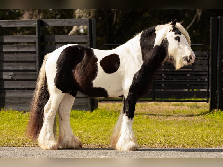 Gypsy Horse Stallion 13 years 14,1 hh Tobiano-all-colors in Ocala FL