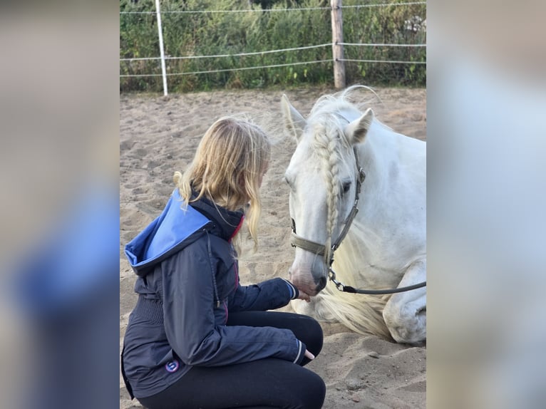 Gypsy Horse Stallion 13 years 14,1 hh White in Celle