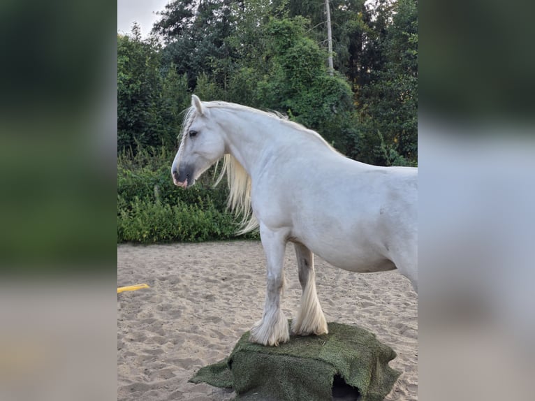 Gypsy Horse Stallion 13 years 14,1 hh White in Celle