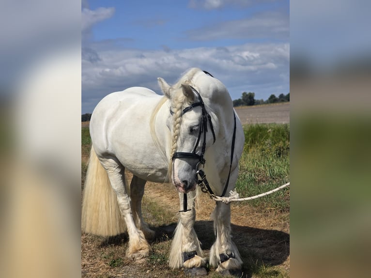 Gypsy Horse Stallion 13 years 14,1 hh White in Celle