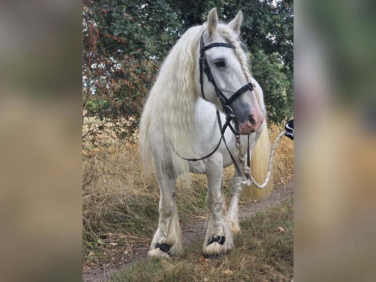 Gypsy Horse Stallion 13 years 14,1 hh White in Celle