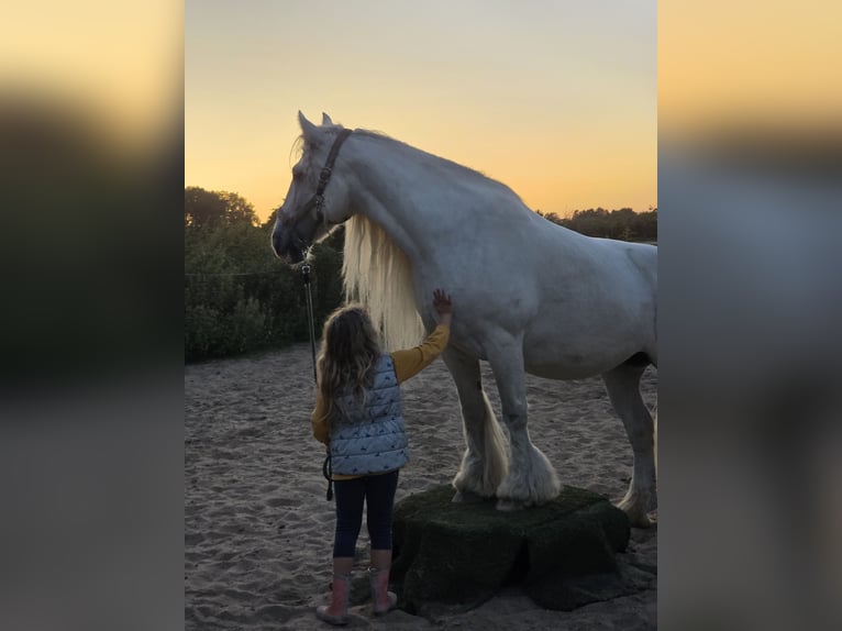 Gypsy Horse Stallion 13 years 14,1 hh White in Celle